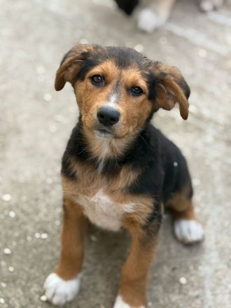 Riley- verspielte, süsse Hündin sucht ihr Für-Immer Zuhause🩷🐶