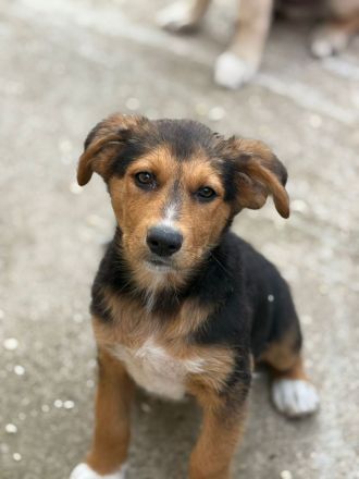 Riley- verspielte, süsse Hündin sucht ihr Für-Immer Zuhause🩷🐶