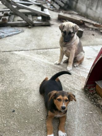Riley- verspielte, süsse Hündin sucht ihr Für-Immer Zuhause🩷🐶