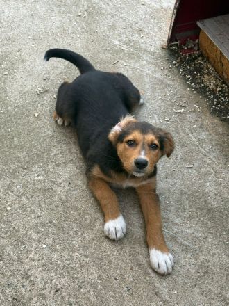 Riley- verspielte, süsse Hündin sucht ihr Für-Immer Zuhause🩷🐶