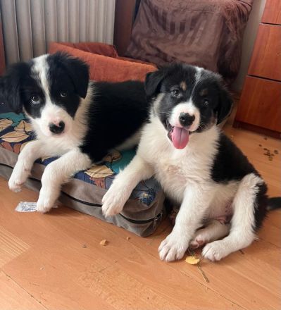 Welpengeschwister- Süße Welpen suchen ihre Menschen🫂🐶