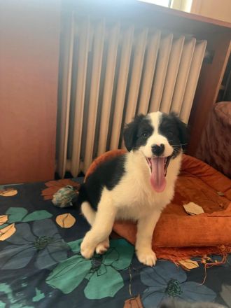 Welpengeschwister- Süße Welpen suchen ihre Menschen🫂🐶