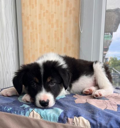 Welpengeschwister- Süße Welpen suchen ihre Menschen🫂🐶