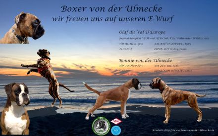 Boxerwelpen - Wurf vom 22.05.2025 - 1 gelber Rüden & 1 gelbe Hündin verfügbar