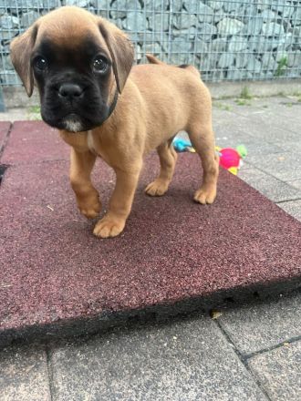 Boxerwelpen - Wurf vom 22.05.2025 - 1 gelber Rüden & 1 gelbe Hündin verfügbar