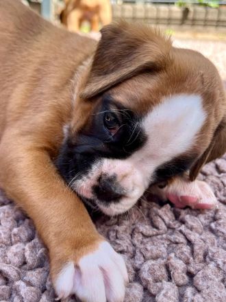 Boxerwelpen - Wurf vom 22.05.2025 - 1 gelber Rüden & 1 gelbe Hündin verfügbar