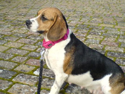 Beagle Welpen tricolor