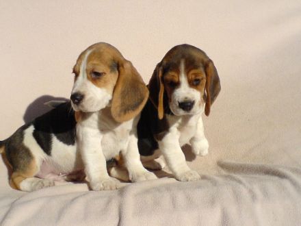Beagle Welpen tricolor