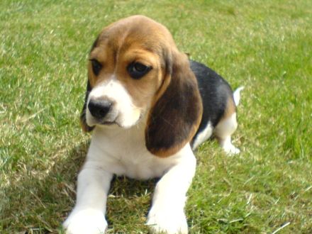 Beagle Welpen tricolor