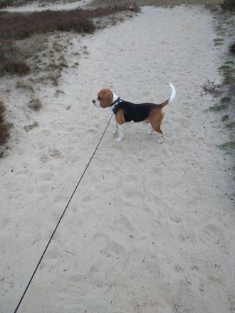 Beagle Welpen tricolor