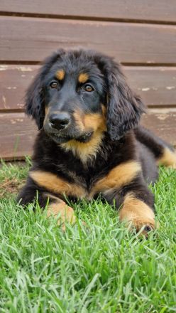 Hovawartwelpen / Hovawart 2 Rüden+1 Hündinnen