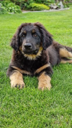 Hovawartwelpen / Hovawart 2 Rüden+1 Hündinnen