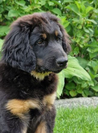 Hovawartwelpen / Hovawart 2 Rüden+1 Hündinnen