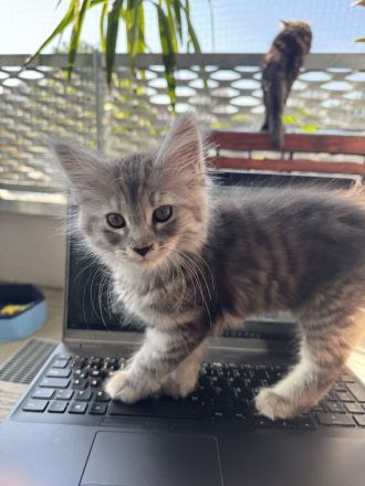 🐾 Maine Coon-Mix Kitten – zwei verschmuste Katzenmädchen suchen ein liebevolles Zuhause 🐾