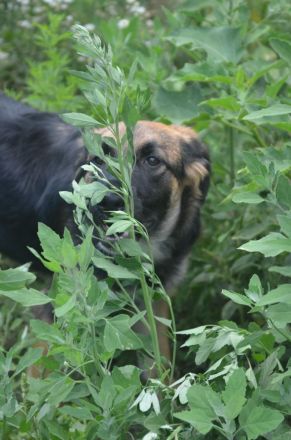 KAYA  - süße Kuschelmaus sucht ein Zuhause