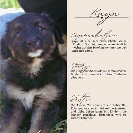 KAYA  - süße Kuschelmaus sucht ein Zuhause