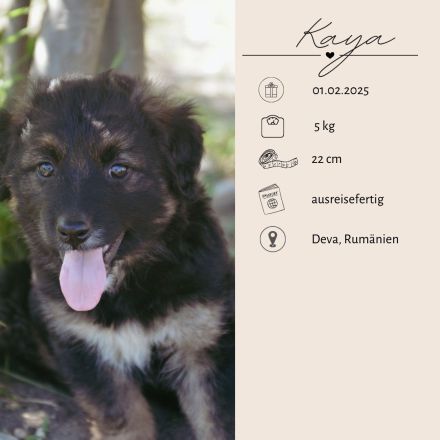 KAYA  - süße Kuschelmaus sucht ein Zuhause