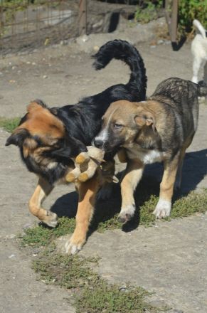 KAYA - süße Kuschelmaus sucht ein Zuhause