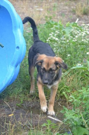 KAYA  - süße Kuschelmaus sucht ein Zuhause