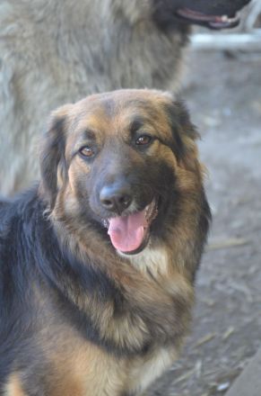 KAYA - süße Kuschelmaus sucht ein Zuhause