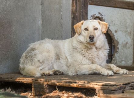BEAUTY -tolle Hündin sucht eine Familie