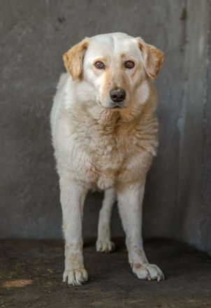 BEAUTY -tolle Hündin sucht eine Familie