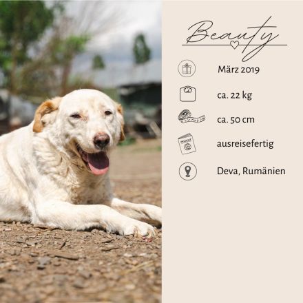 BEAUTY -tolle Hündin sucht eine Familie