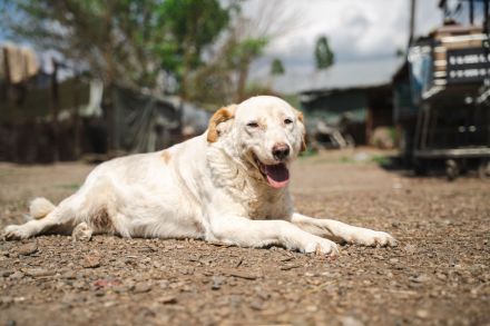 BEAUTY -tolle Hündin sucht eine Familie