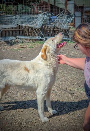 BEAUTY -tolle Hündin sucht eine Familie