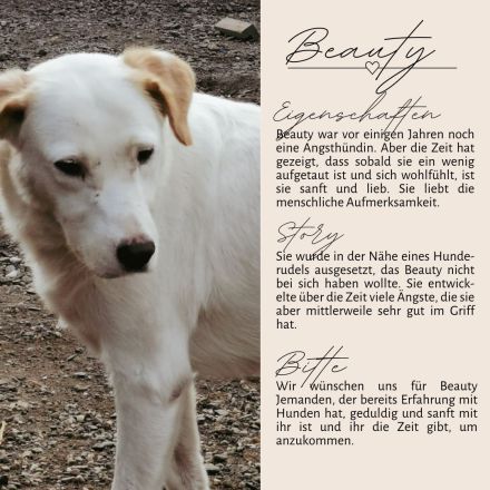 BEAUTY -tolle Hündin sucht eine Familie