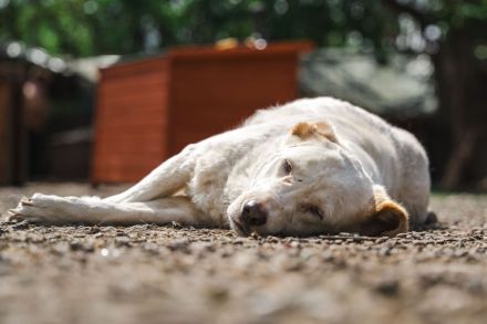 BEAUTY -tolle Hündin sucht eine Familie