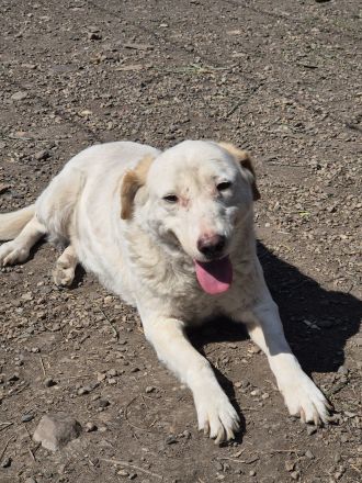 BEAUTY -tolle Hündin sucht eine Familie