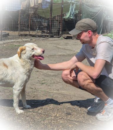 BEAUTY -tolle Hündin sucht eine Familie