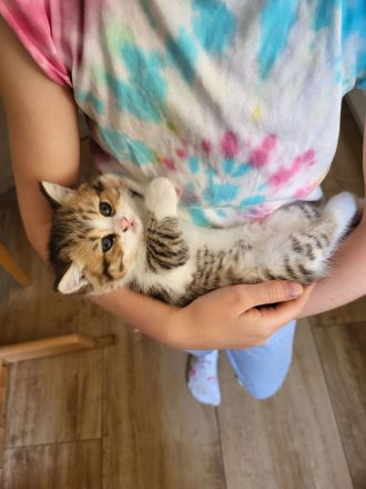 Britisch Kurzhaar und Britisch Langhaar Kitten