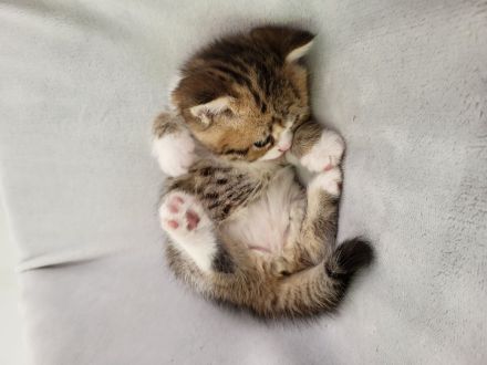 Britisch Kurzhaar und Britisch Langhaar Kitten