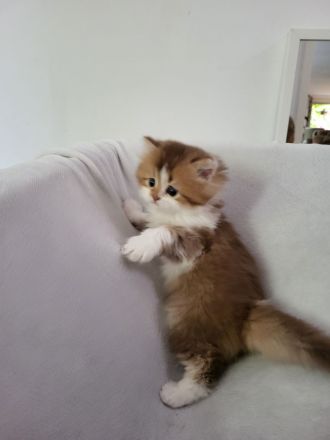 Britisch Kurzhaar und Britisch Langhaar Kitten