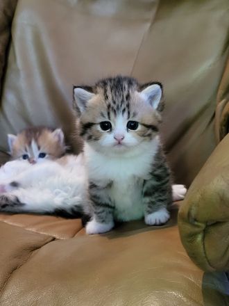 Britisch Kurzhaar und Britisch Langhaar Kitten