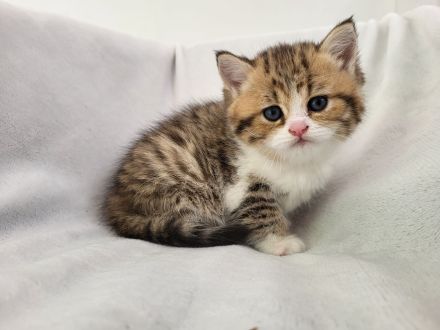 Britisch Kurzhaar und Britisch Langhaar Kitten