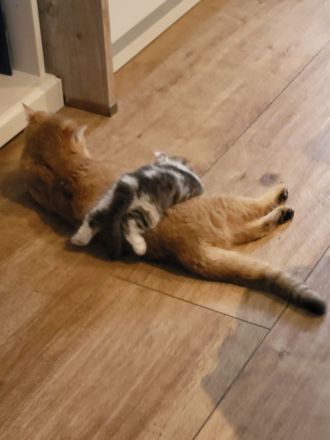 Britisch Kurzhaar und Britisch Langhaar Kitten