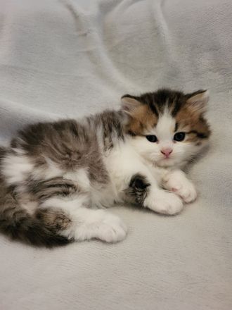 Britisch Kurzhaar und Britisch Langhaar Kitten