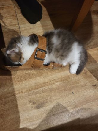 Britisch Kurzhaar und Britisch Langhaar Kitten