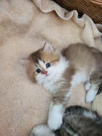 Britisch Kurzhaar und Britisch Langhaar Kitten