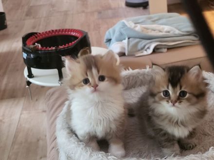 Britisch Kurzhaar und Britisch Langhaar Kitten