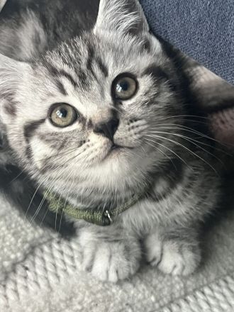 Zuckersüße BKH Tabby Kitten zu verkaufen