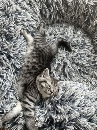 Zuckersüße BKH Tabby Kitten zu verkaufen