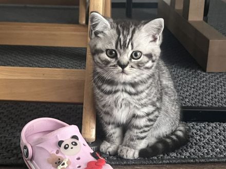 Zuckersüße BKH Tabby Kitten zu verkaufen