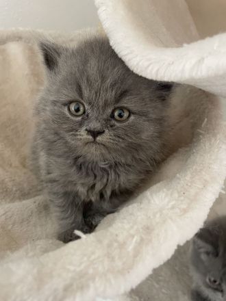 Süße BKH/BLH kitten suchen neues Zuhause