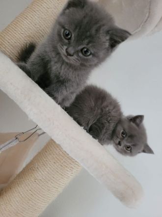 Süße BKH/BLH kitten suchen neues Zuhause