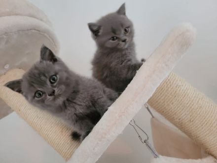 Süße BKH/BLH kitten suchen neues Zuhause