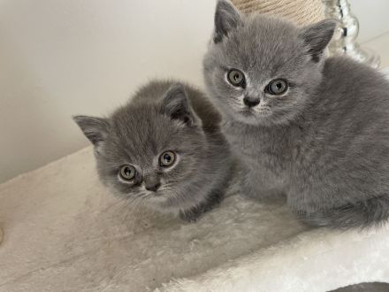 Süße BKH/BLH kitten suchen neues Zuhause